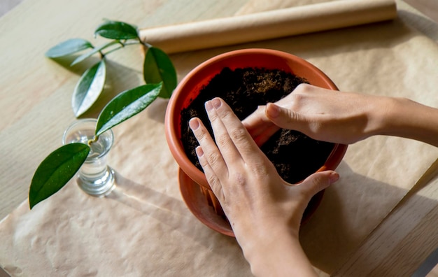 planting a houseplant in a flower pot