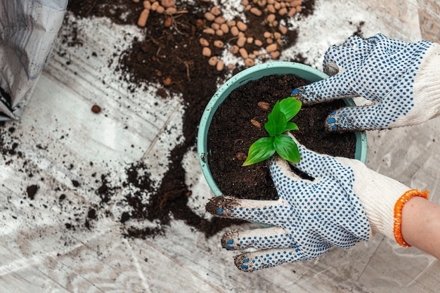 Planting a houseplant sprout in a pot