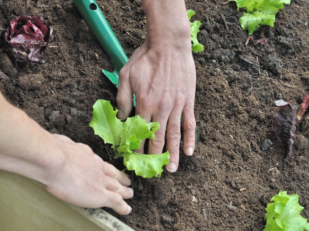 Planting lettuce