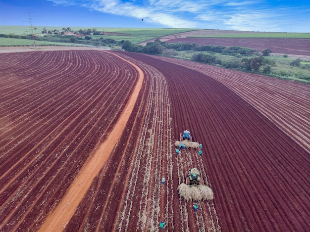 planting of manual cane