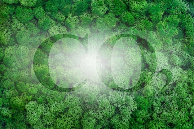 Foto piantare più alberi riduce la quantità di co2 - immagine concettuale con testo co2 contro il bosco.