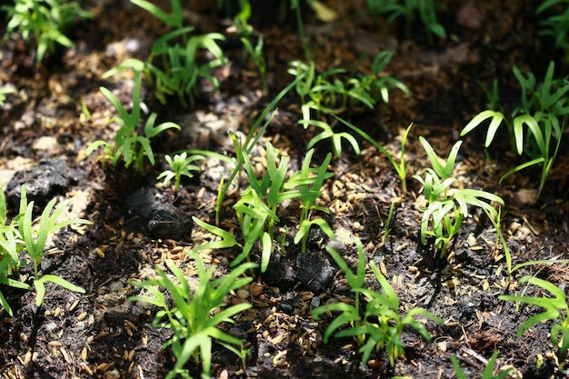 Planting morning glory seedlings on the farm