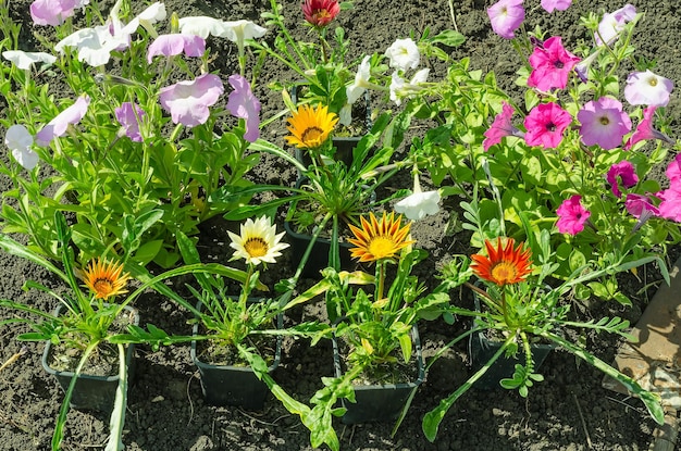 Planting multicolored flowers of petunias and gazanias in the ground in the garden