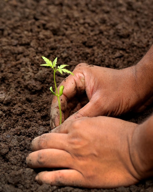 Planting neem plant in fertile soil