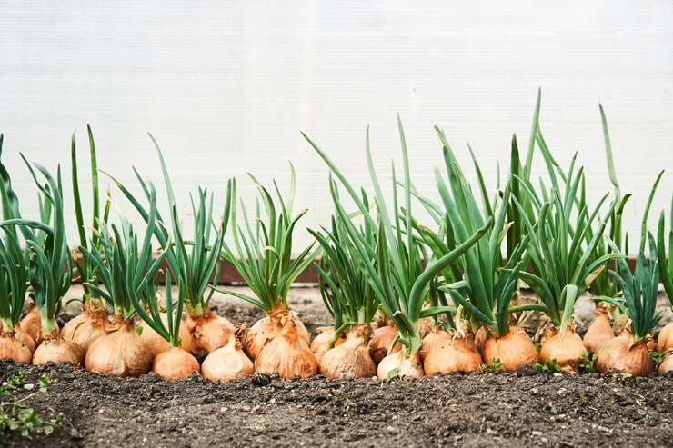 Planting onion in garden. Plantation in the vegetable garden agriculture