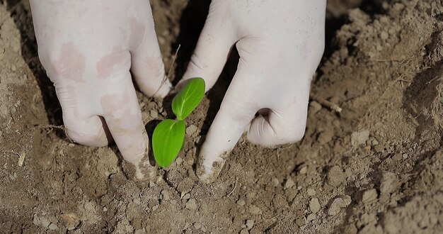 オープングラウンドでキュウリの有機苗を植える農民は、地上の環境にやさしい農業の概念で彼女の手で緑の苗を植えます