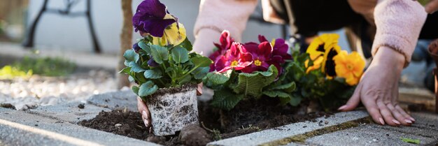 Planting pansy flower in ornamental garden