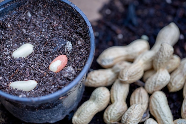 planting peanuts in pots with soil