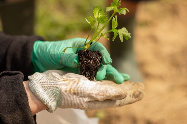 Planting a plant in soil close up