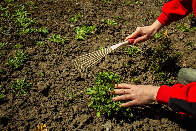 Planting plants in open ground in spring with a shovel