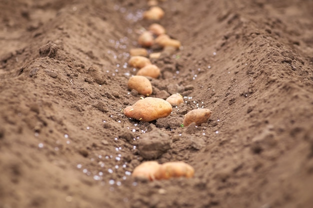 Planting of potatoes in the garden. Seasonal work.