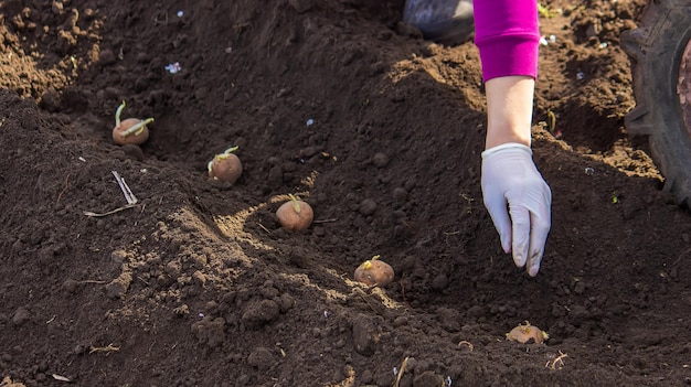 Planting potatoes in the ground Early spring preparation for the garden season