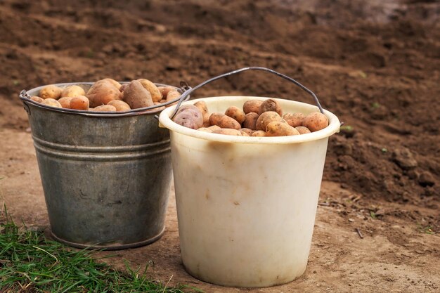 Photo planting potatoes in the spring for harvest