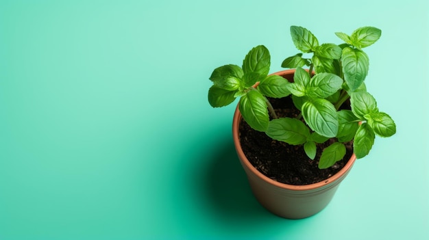 planting in pots sprouts