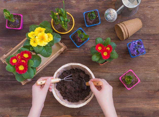 Planting Primrose Primula Vulgaris, violet hyacinth, daffodils potted, tools, woman hands, spring gardening concept