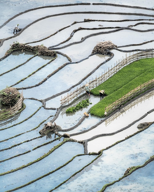 Посадка риса во Вьетнаме