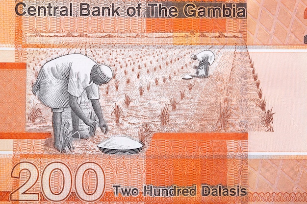 Planting rice from Gambian money