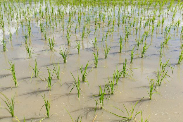 Planting Rice meadow