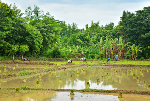 Piantare il riso in stagione delle piogge asiatici agricoltura farmer piantare sul terreno coltivato riso organico paddy