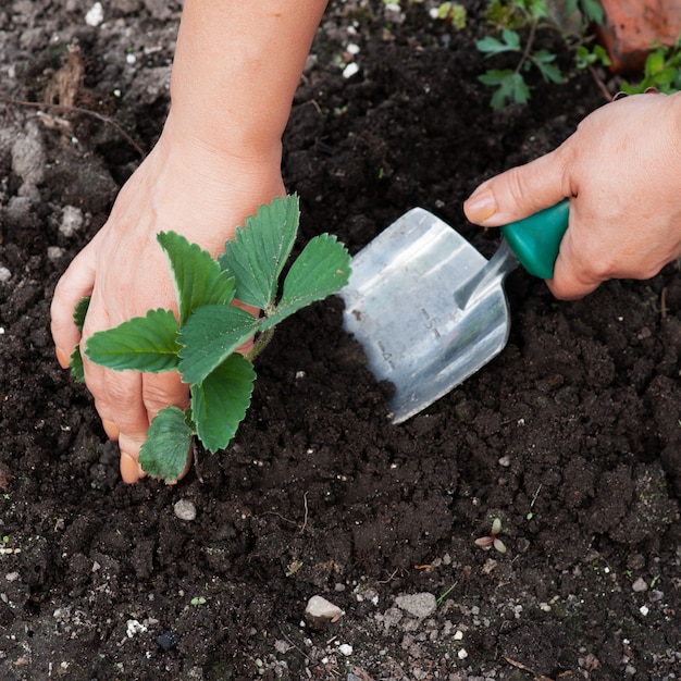 Planting a seedling tree