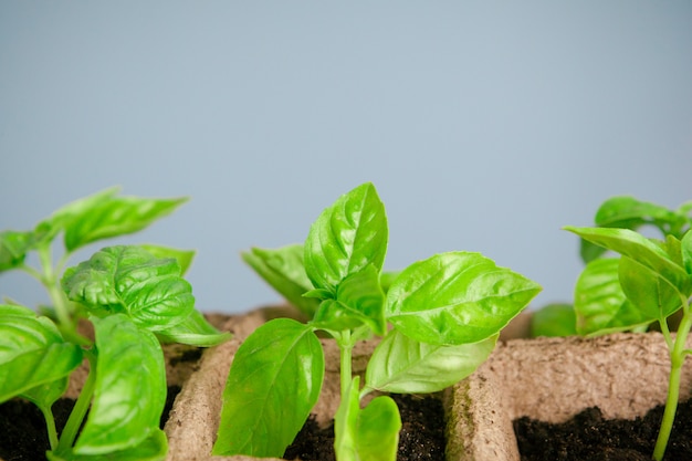 Planting seedlings in greenhouse in spring 