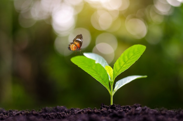 自然の背景に朝の光の中で苗の若い植物を植える