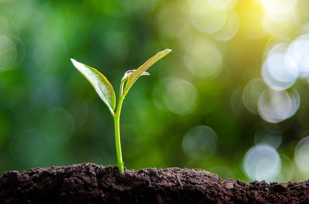 Planting seedlings young plant in the morning light on nature background