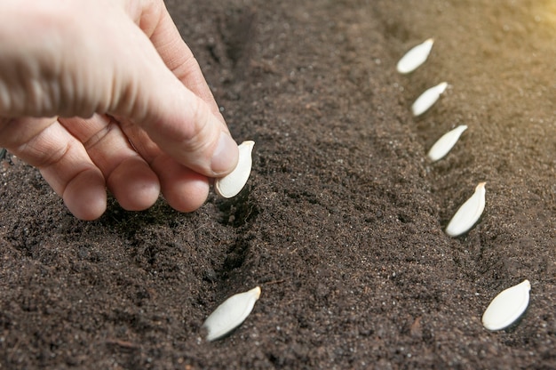 Planting seeds in the ground