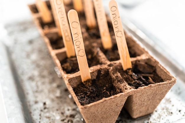 Planting seeds into peat moss pots to start an indoor vegetable garden.