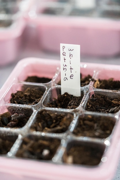 Planting seeds into seed starter tray for an indoor garden.