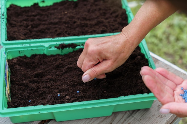 Planting seeds in plastic containers