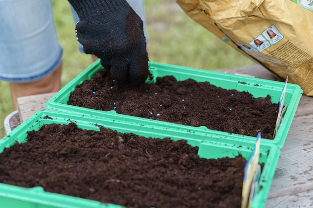 Planting seeds in plastic containers