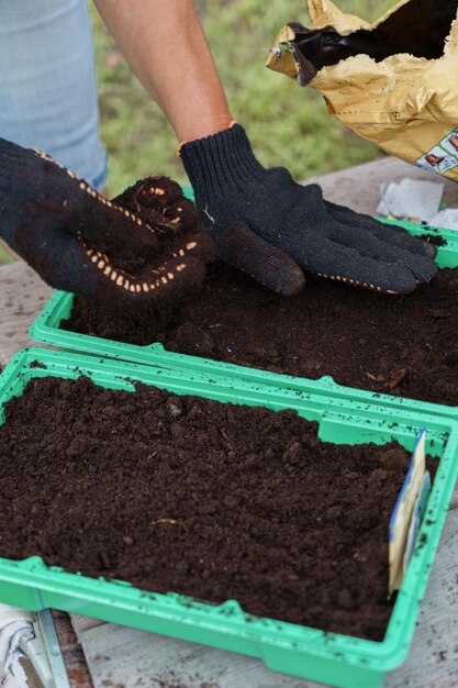 Planting seeds in plastic containers