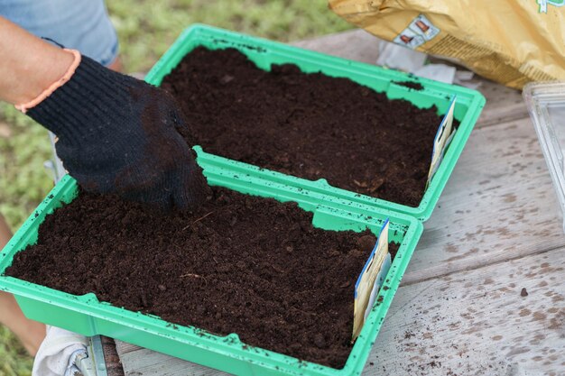 プラスチック容器に種子を植える