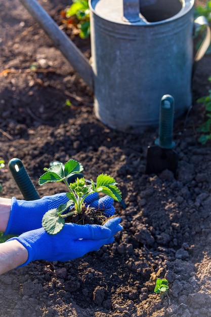 Planting strawberries in the garden