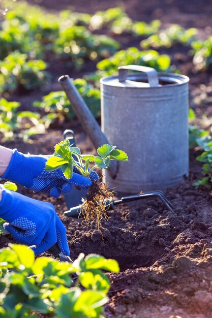 Planting strawberries in the garden