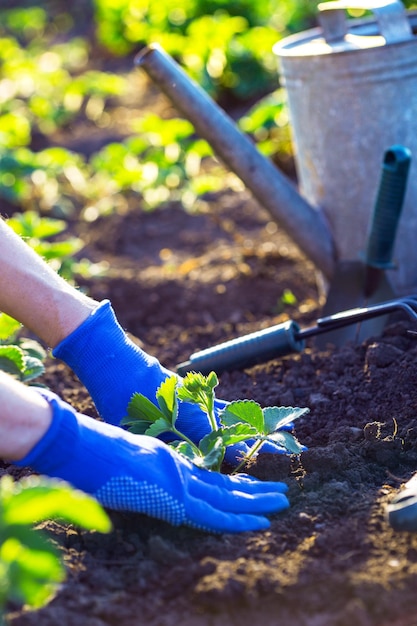 Piantare fragole in giardino