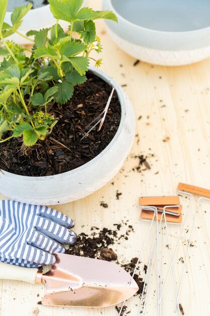 Planting strawberry plant in small garden planting pot.