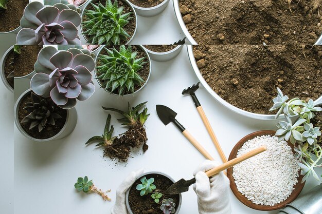 Planting of succulents