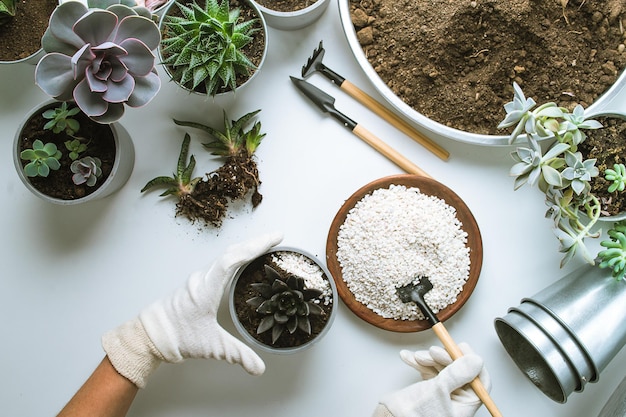 Planting of succulents