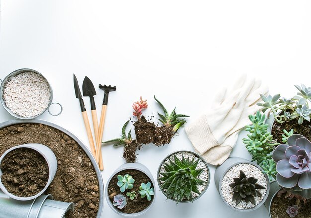 Planting of succulents