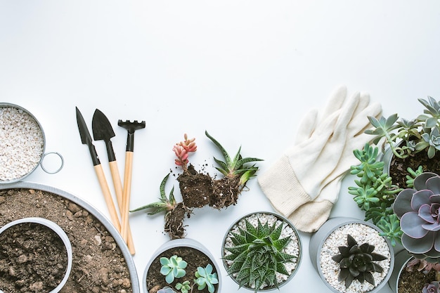planting of succulents