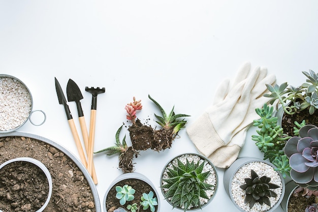 Planting of succulents