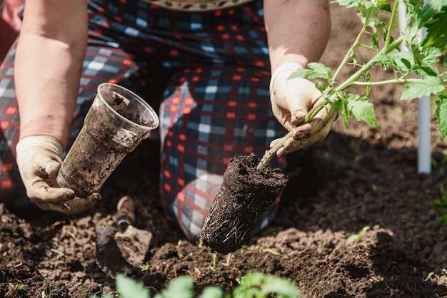 Planting tomato seedlings with the hands of a careful farmer in their garden