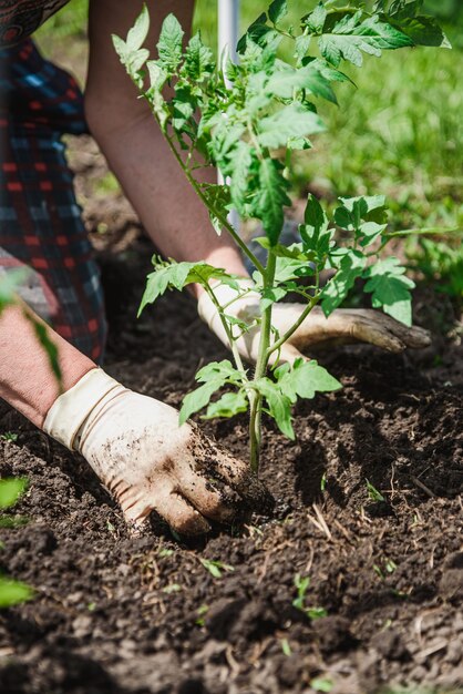 Planting tomato seedlings with the hands of a careful farmer in their garden