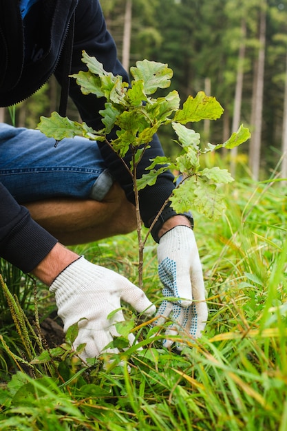 植樹のコンセプト若い男は、森に植える準備ができて手にオークを取ります高品質の写真