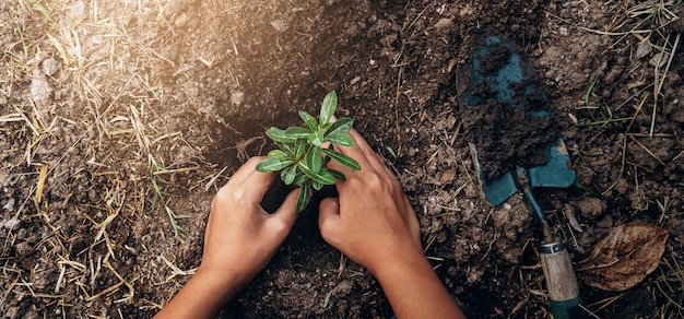 Foto piantare albero in giardino. il concetto salva la terra verde del mondo