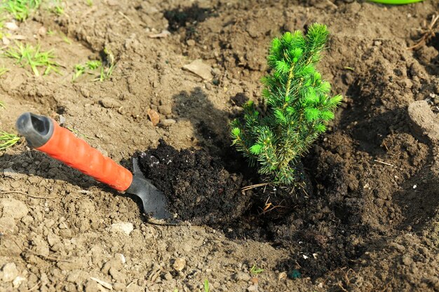 Planting tree in spring