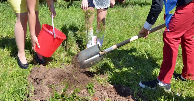 Planting trees by schoolchildren