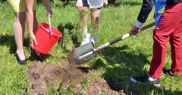 小学生による植樹